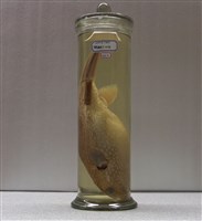 藏品(瓣叉鼻魨)的圖片